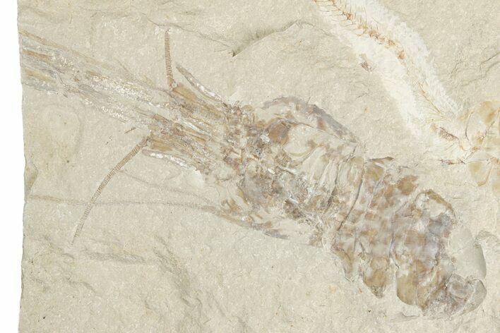 4.1" Large, Cretaceous Fossil Shrimp & Fish - Hjoula, Lebanon